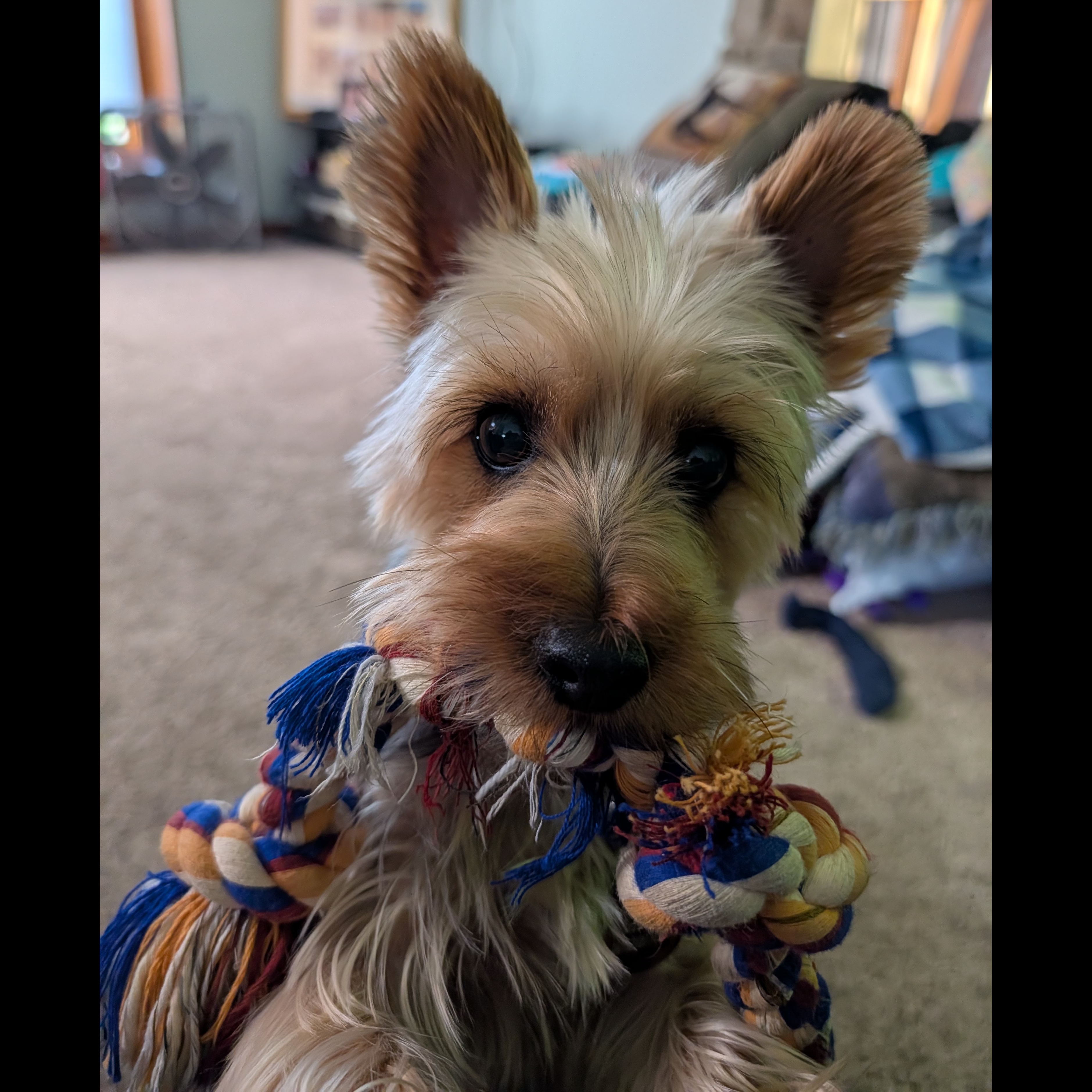 Darby